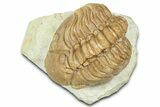 Bargain, Lochovella Trilobite - Black Cat Mountain, Oklahoma #363003-1